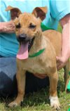 adoptable Dog in prattville, AL named Handsome 39373