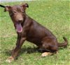 adoptable Dog in prattville, AL named Buck 39378