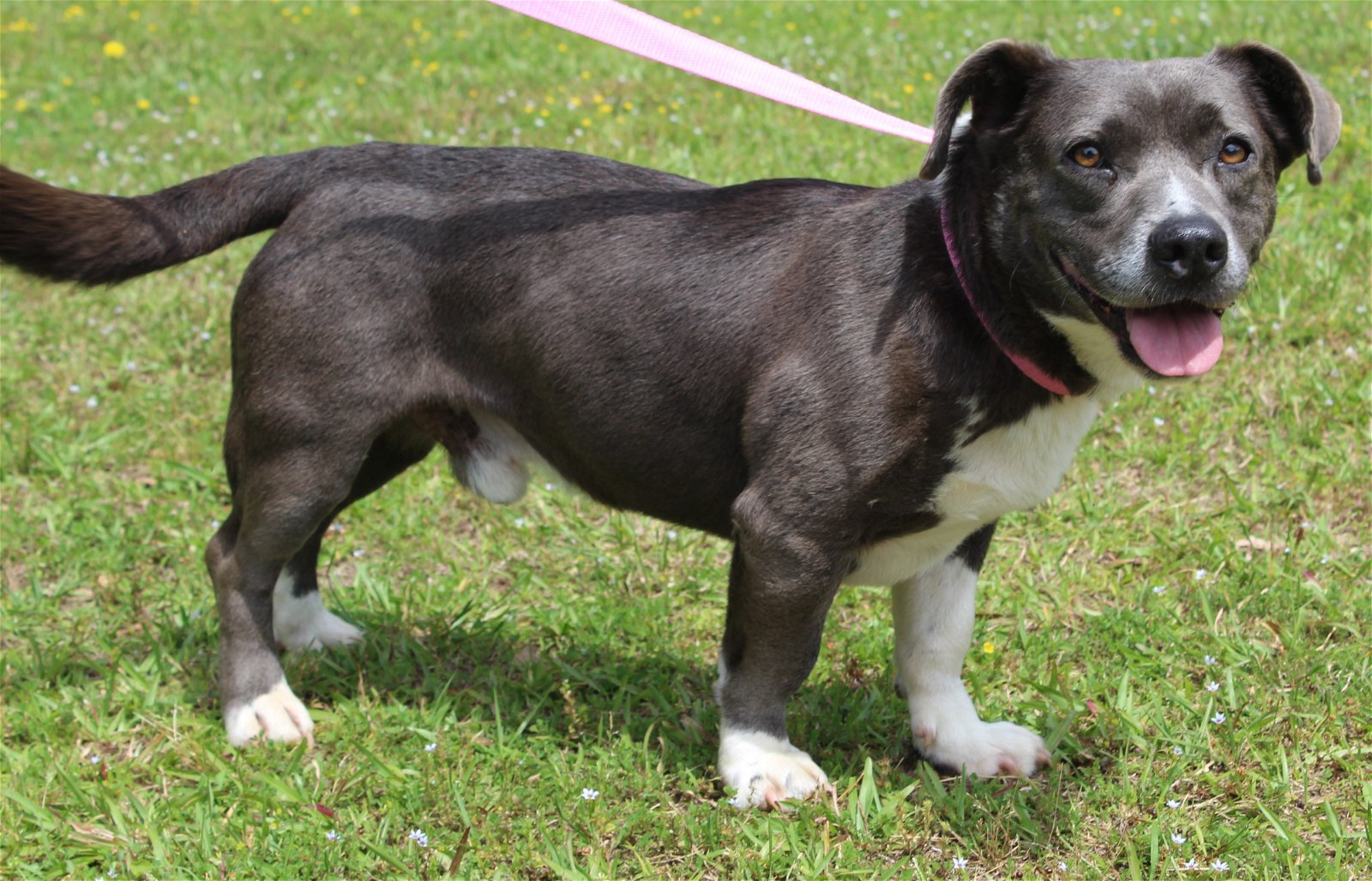 adoptable Dog in Prattville, AL named Cooper 39479