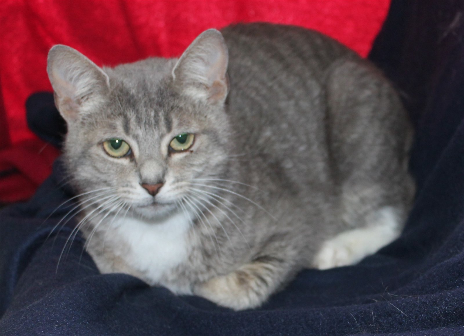 adoptable Cat in Prattville, AL named Iris - 39475