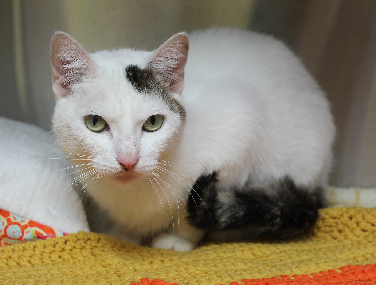 adoptable Cat in Prattville, AL named Giesela - 39541