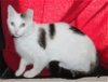 adoptable Cat in prattville, AL named Starr - 39489