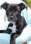 adoptable Dog in prattville, AL named Bobbie 39478