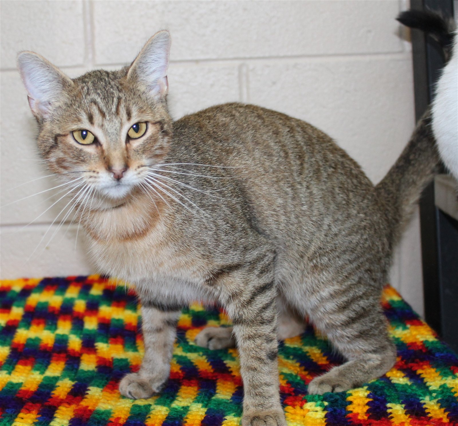 adoptable Cat in Prattville, AL named Patty - 39543