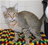 adoptable Cat in , AL named Patty - 39543