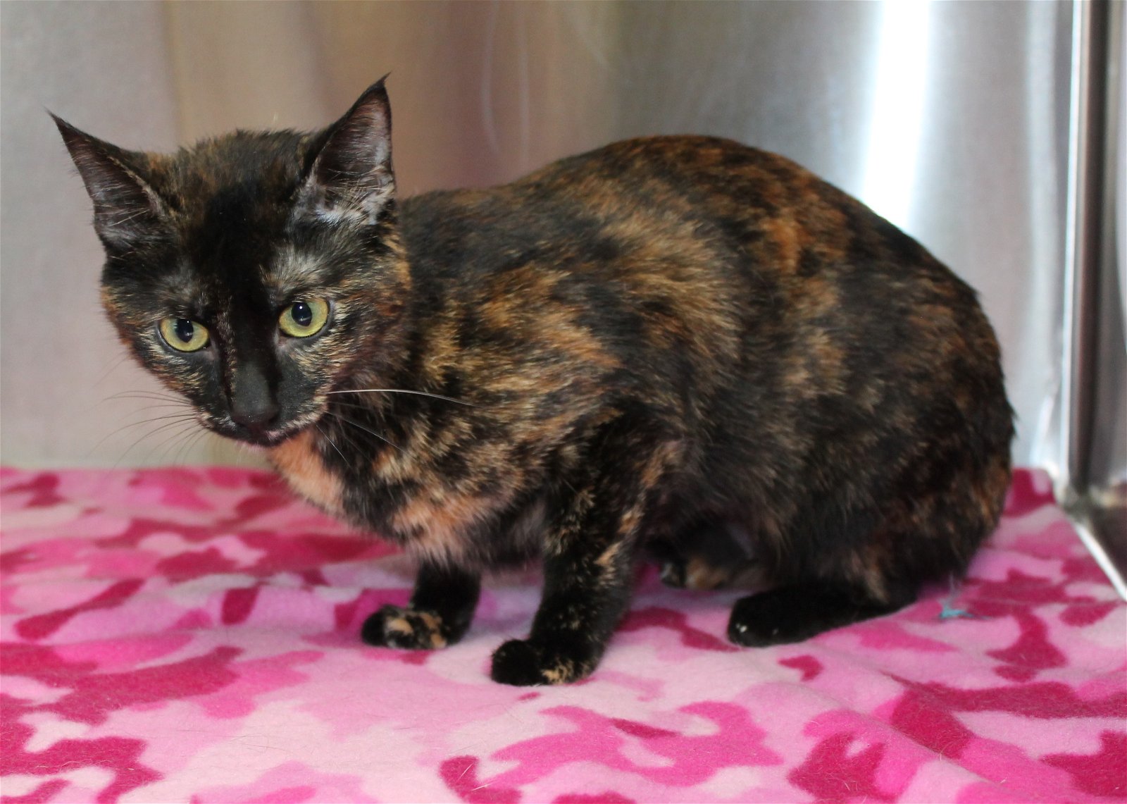 adoptable Cat in Prattville, AL named Kali - 39564