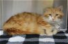 adoptable Cat in prattville, AL named Floppy - 39590
