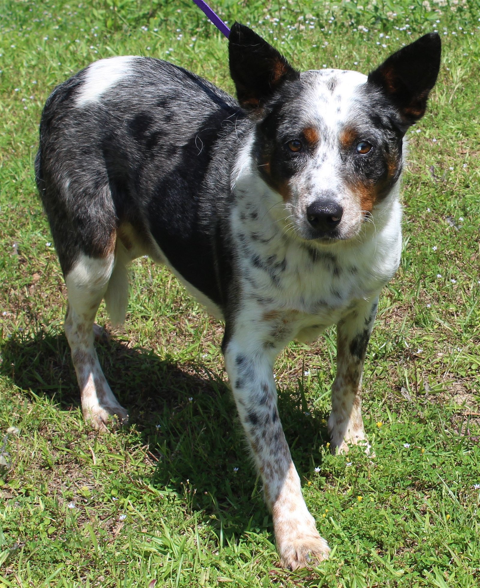 adoptable Dog in Prattville, AL named Spock 39525