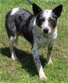 adoptable Dog in prattville, AL named Spock 39525