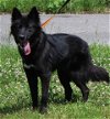 adoptable Dog in prattville, AL named Echo 39586