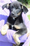 adoptable Dog in prattville, AL named Bree 39508