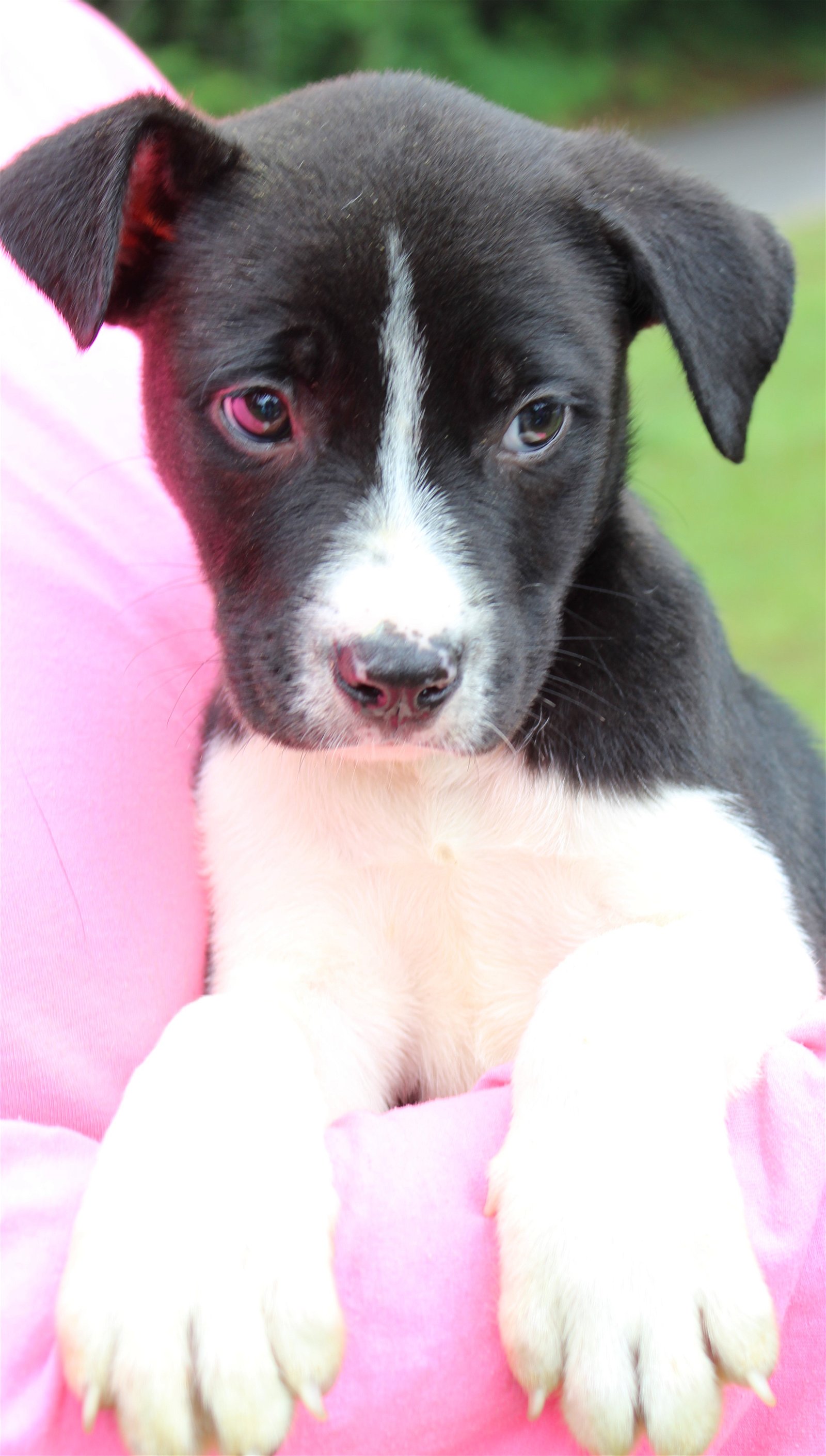 adoptable Dog in Prattville, AL named Oregano 39605