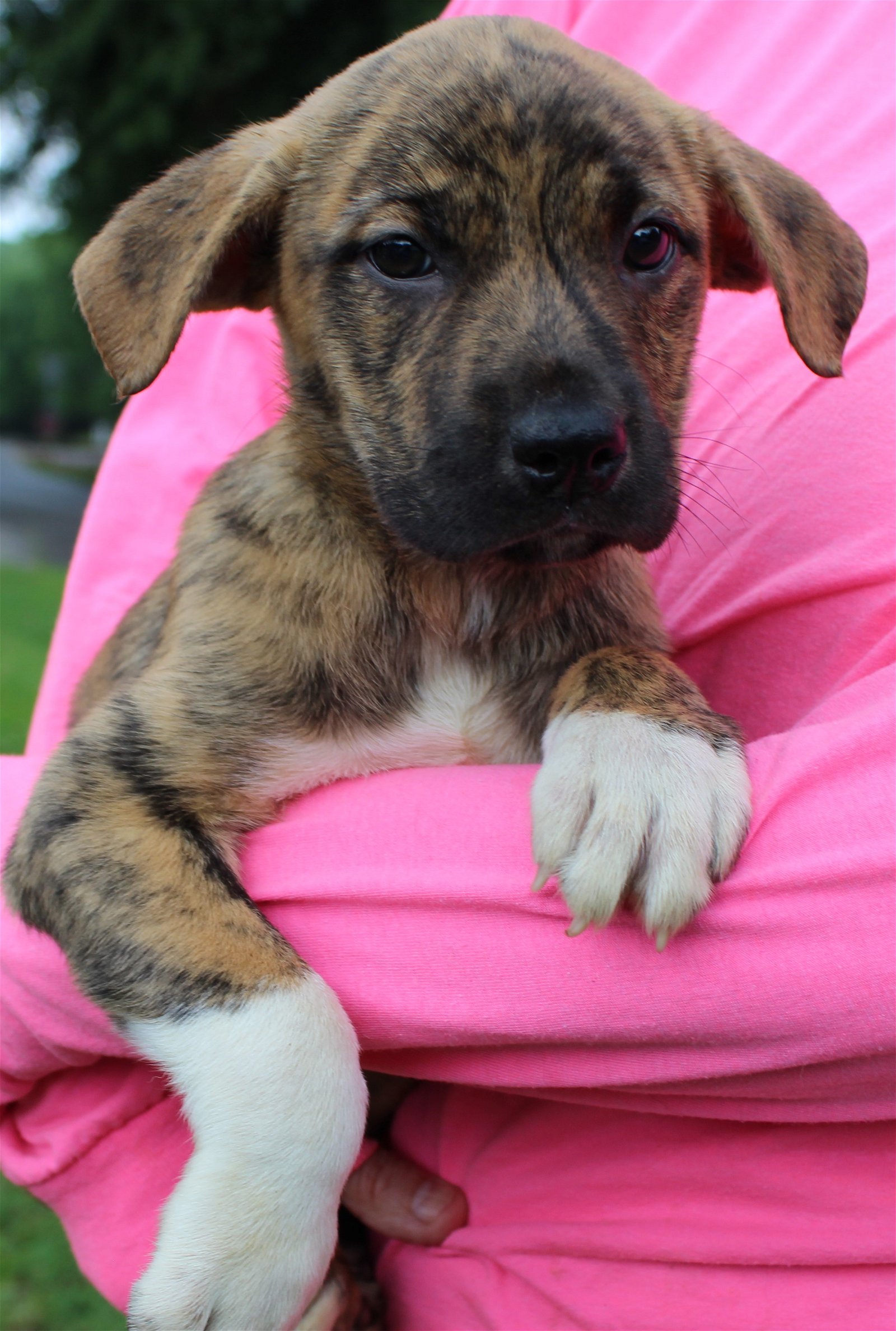adoptable Dog in Prattville, AL named Ginger 39609