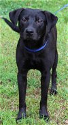 adoptable Dog in prattville, AL named Beau 39645