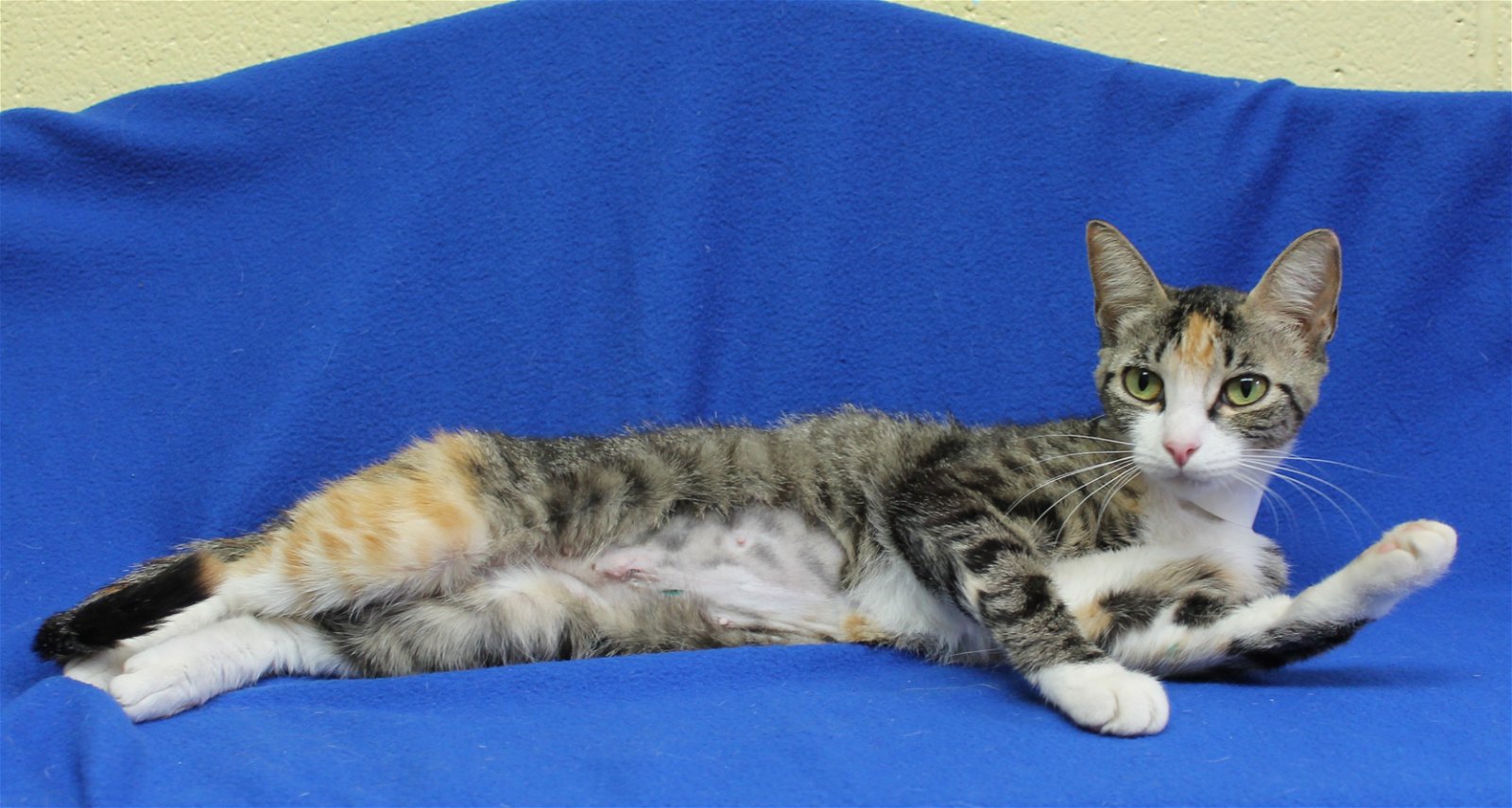 adoptable Cat in Prattville, AL named Misa - 39640