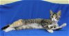 adoptable Cat in prattville, AL named Misa - 39640