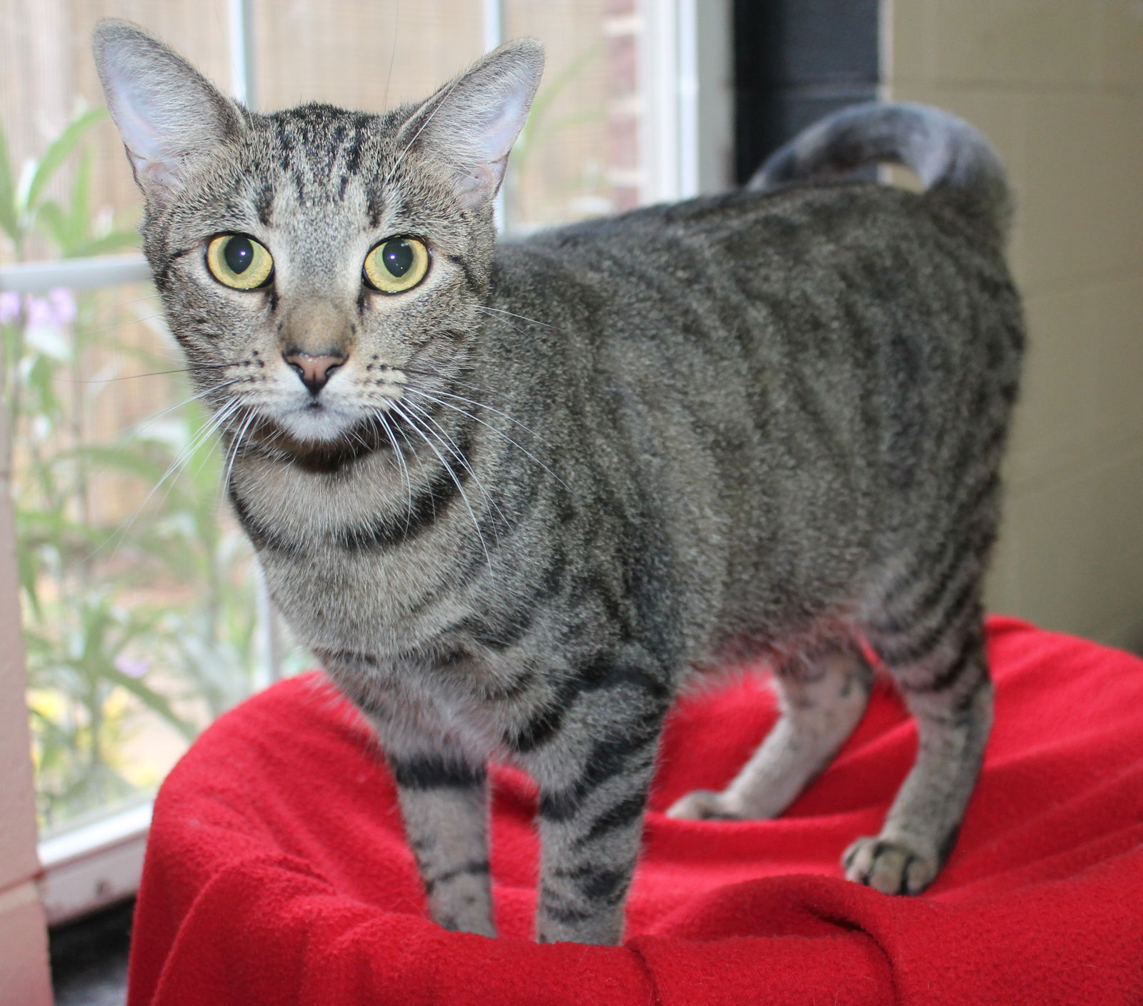 adoptable Cat in Prattville, AL named Whiskers - 39613