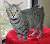 adoptable Cat in , AL named Whiskers - 39613