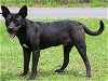 adoptable Dog in prattville, AL named Spike 39316