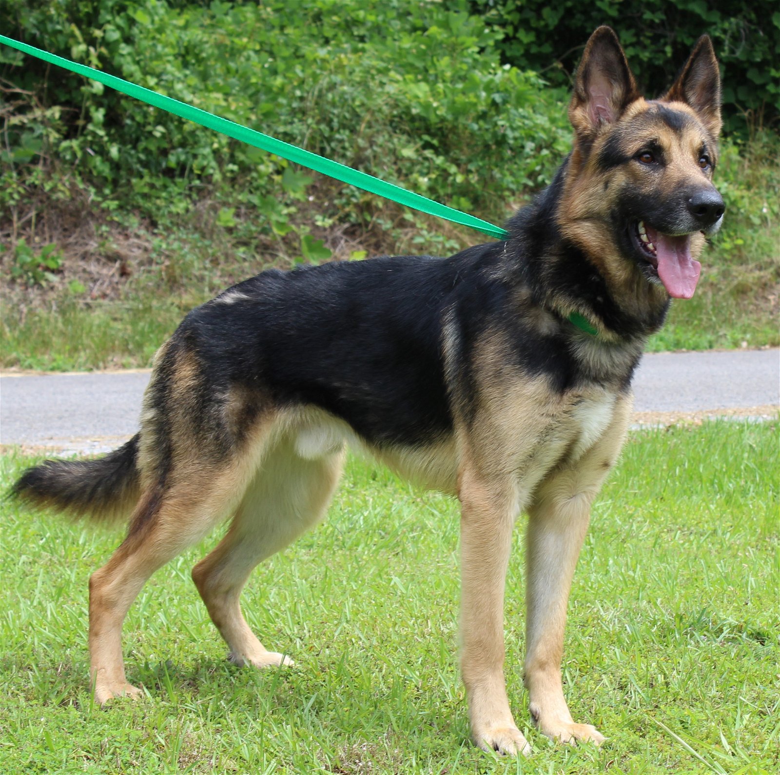 Dog adoption in Prattville, AL 36067: German Shepherd Dog (long coat ...