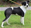adoptable Dog in prattville, AL named Ann 39465