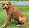 adoptable Dog in prattville, AL named Roxy 39596