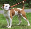 adoptable Dog in prattville, AL named Bodie 39492