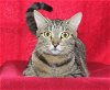 adoptable Cat in prattville, AL named Sammie - 39646