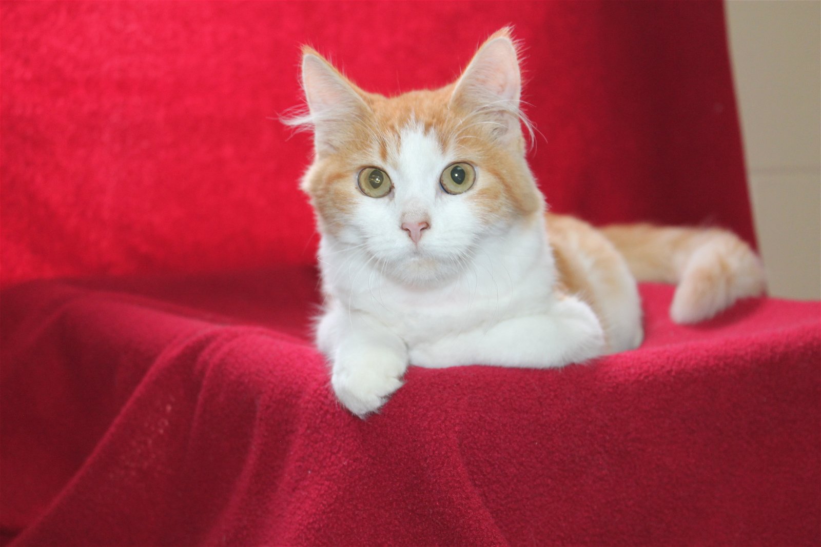 adoptable Cat in Prattville, AL named MeMe - 39189