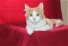 adoptable Cat in prattville, AL named MeMe - 39189