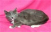 adoptable Cat in prattville, AL named Smokey - 39695