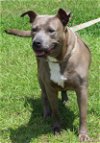 adoptable Dog in prattville, AL named Athena 39582
