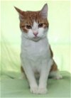 adoptable Cat in  named Tangy - 39708