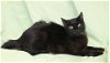 adoptable Cat in prattville, AL named Charm - 39731