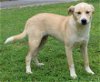 adoptable Dog in  named Major 39667