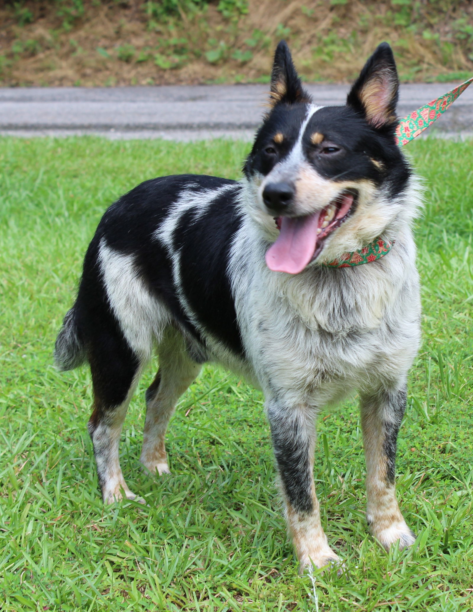 Dog For Adoption - Maurice 39745, A Australian Cattle Dog Blue Heeler 