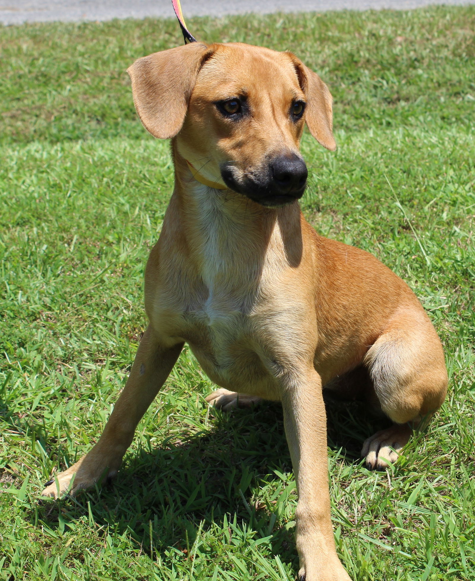 Dog for Adoption - Libby 39884, a Feist in Columbiana, AL | Alpha Paw