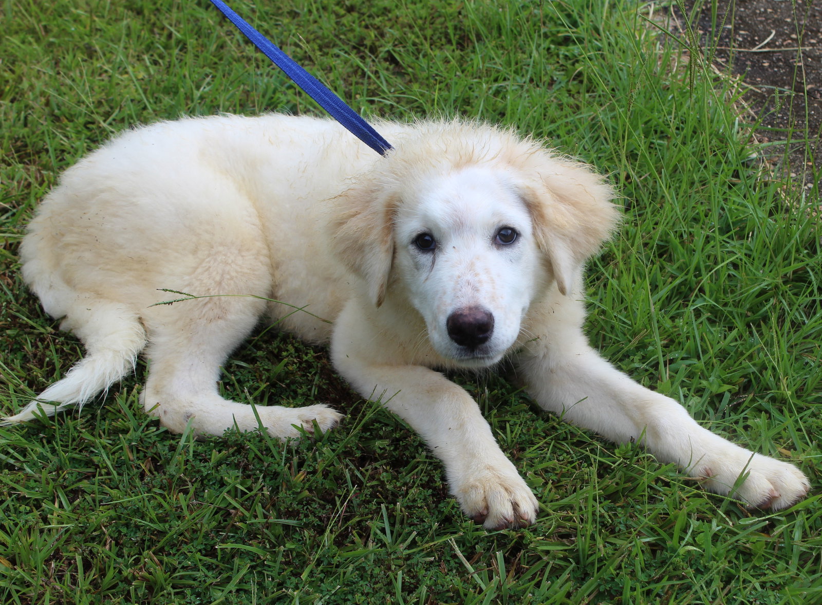 Dog for Adoption Anastasia 39848, a Great Pyrenees in Chilton County