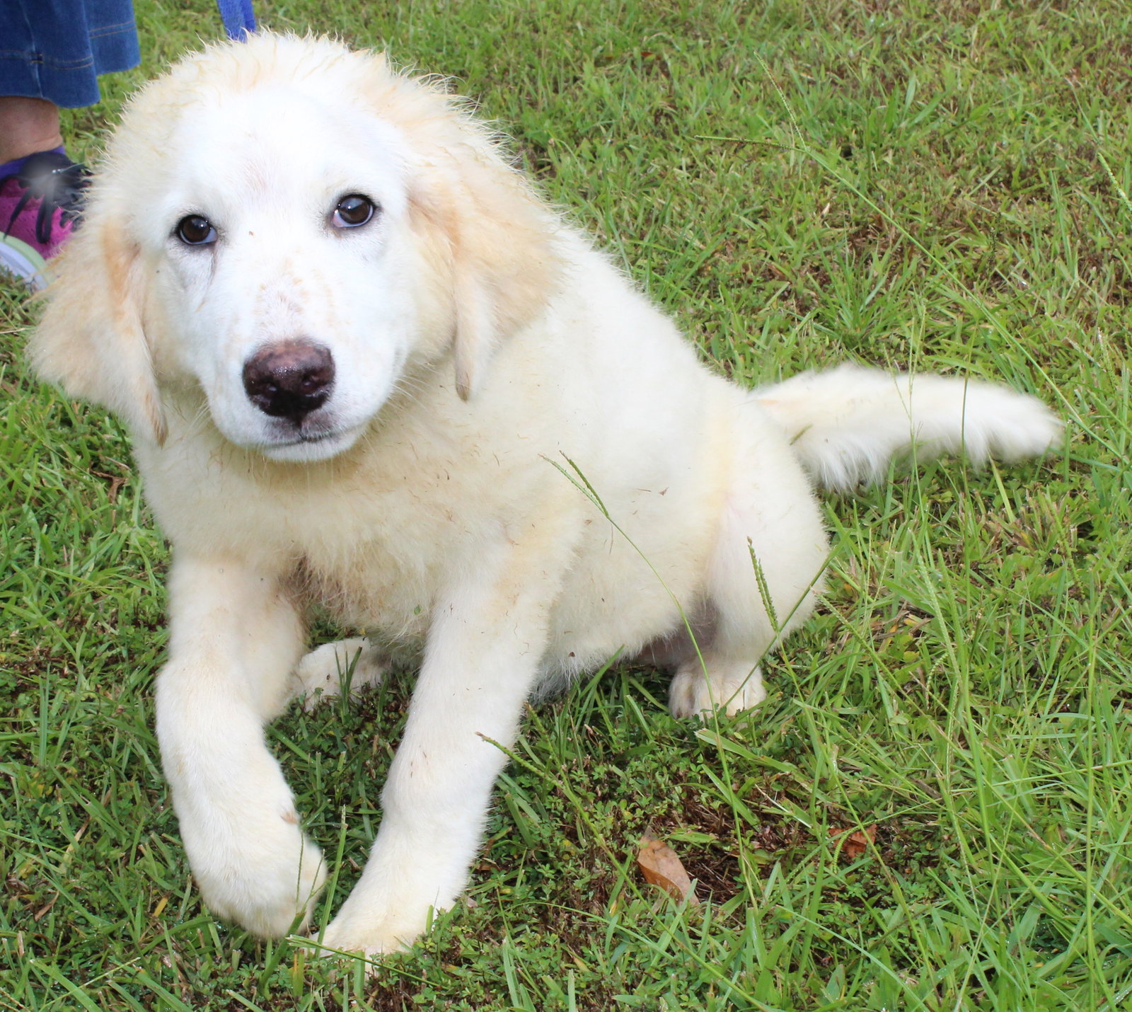 Dog for Adoption Anastasia 39848, a Great Pyrenees in Chilton County