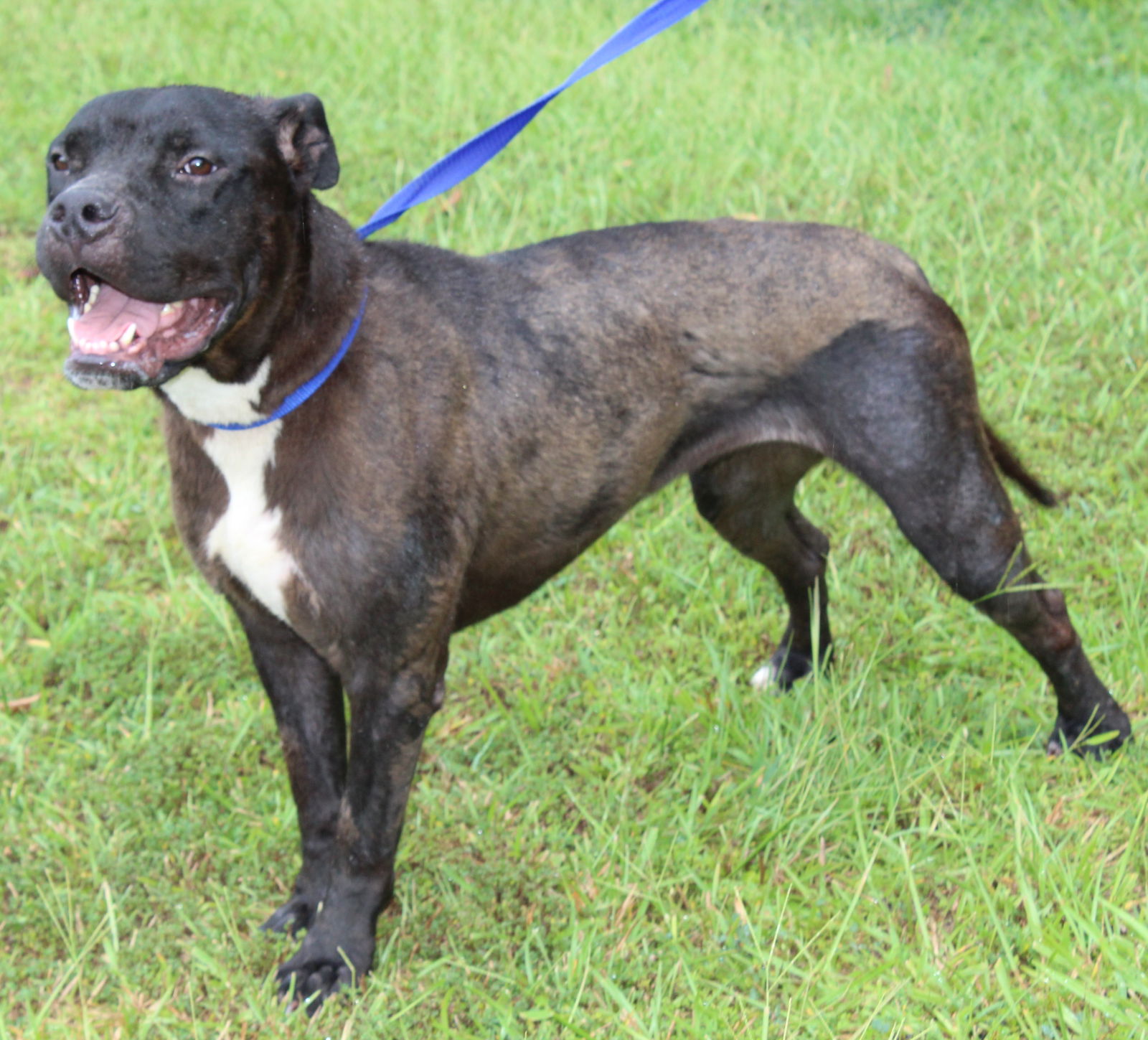 adoptable Dog in Prattville, AL named Sarabi 39833