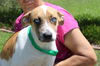 adoptable Dog in Prattville, AL named Mavis 40090