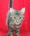 adoptable Cat in Prattville, AL named Ophelia - 40163