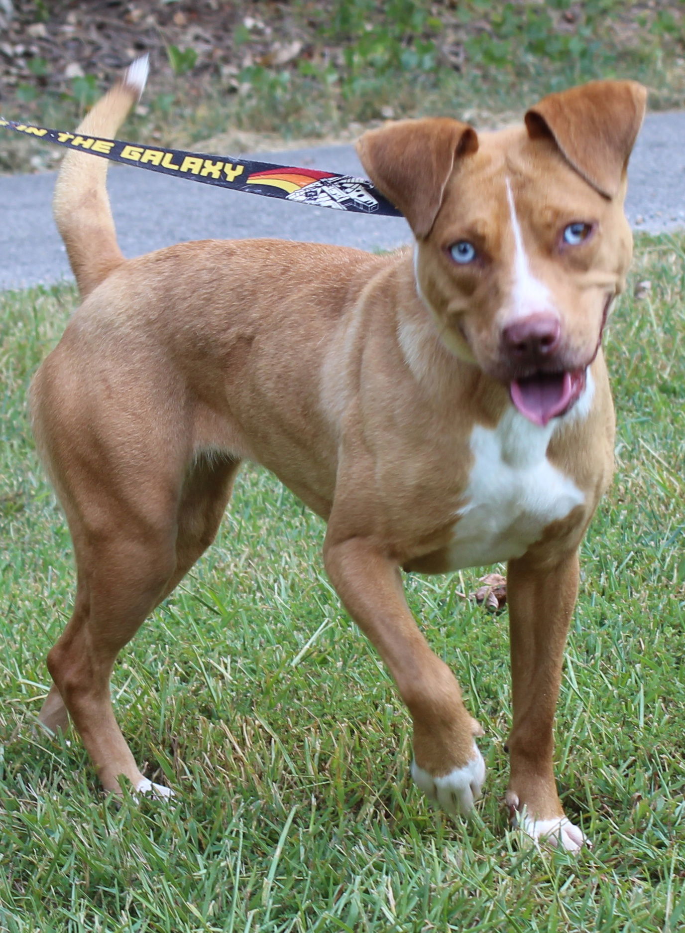 adoptable Dog in Prattville, AL named Harper 40235