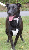 adoptable Dog in  named Lilly 40281