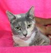 adoptable Cat in Prattville, AL named Muddpie - 40343