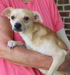 adoptable Dog in , AL named Churro 40414