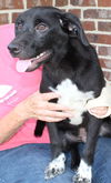 adoptable Dog in Prattville, AL named Jasper 39507