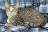 adoptable Cat in , AL named Maxwell - 40400