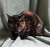 adoptable Cat in , AL named Isabella -  40428