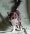 adoptable Cat in , AL named Tootsie - 40396